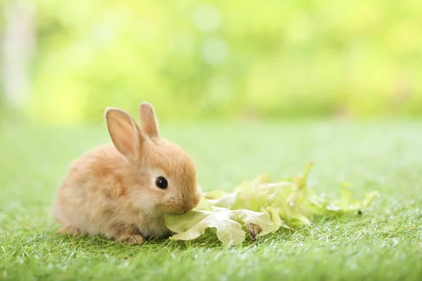 Cute Little Rabbit Green Grass Natural Bokeh Background Spring Young — Stok fotoğraf