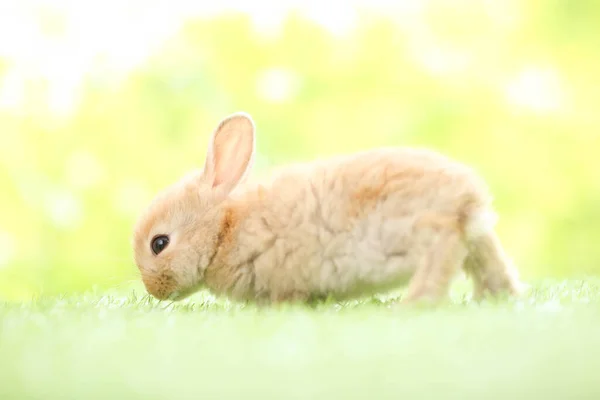 Cute Little Rabbit Green Grass Natural Bokeh Background Spring Young — Foto Stock