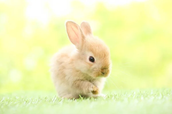 Cute Little Rabbit Green Grass Natural Bokeh Background Spring Young — стоковое фото