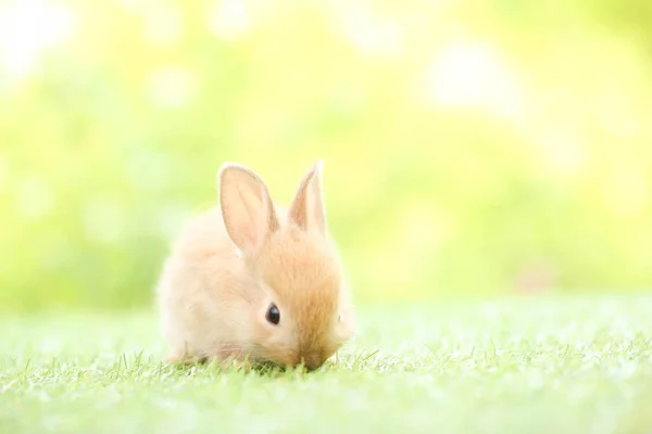 Cute Little Rabbit Green Grass Natural Bokeh Background Spring Young — Stock fotografie