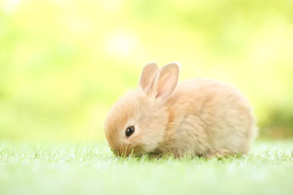 春天里 在绿草上 以天然山楂为背景 可爱的小兔子 年轻可爱的兔子在花园里玩耍 春天公园里可爱的宠物 — 图库照片