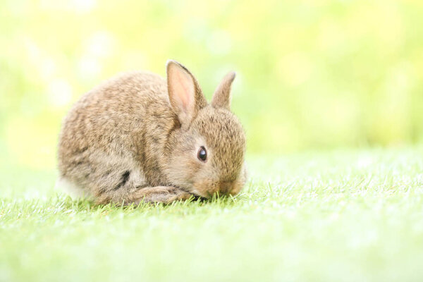 Cute little rabbit on green grass with natural bokeh as background during spring. Young adorable bunny playing in garden. Lovely pet at park in spring.