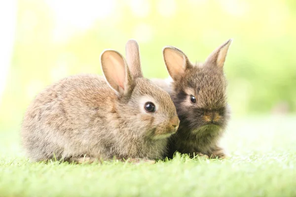 Cute Little Rabbit Green Grass Natural Bokeh Background Spring Young — 스톡 사진