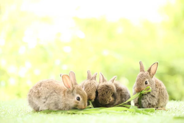 Cute Little Rabbit Green Grass Natural Bokeh Background Spring Young — Stockfoto