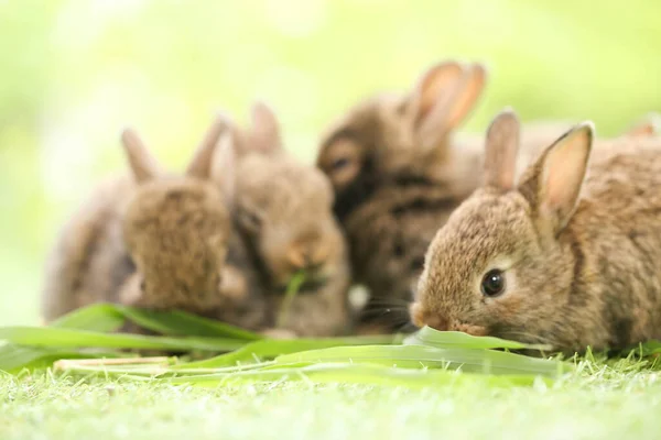 Cute Little Rabbit Green Grass Natural Bokeh Background Spring Young — Foto de Stock