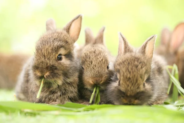 Cute Little Rabbit Green Grass Natural Bokeh Background Spring Young — 스톡 사진