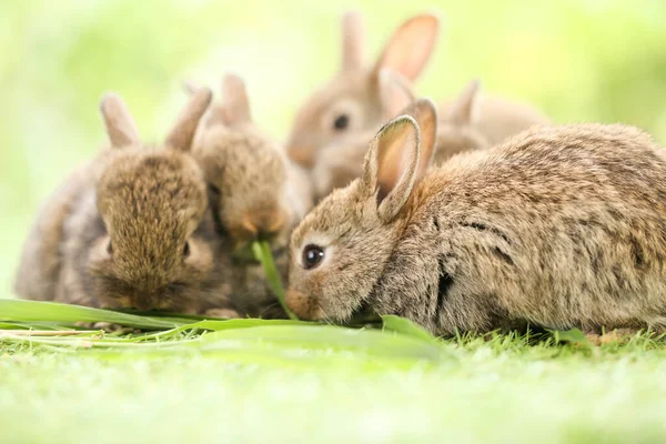 Cute Little Rabbit Green Grass Natural Bokeh Background Spring Young — 스톡 사진