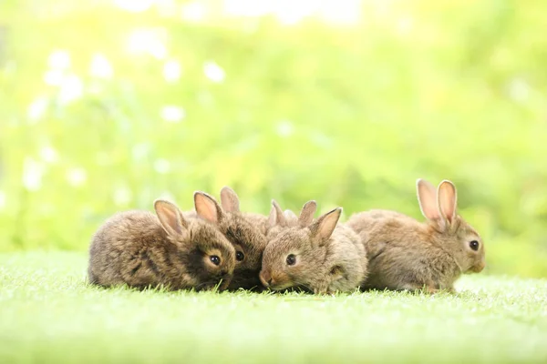 Cute Little Rabbit Green Grass Natural Bokeh Background Spring Young — Stock Photo, Image