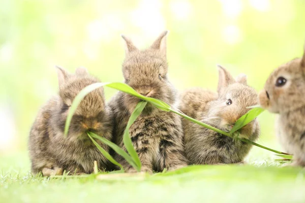 Mignon Petit Lapin Sur Herbe Verte Avec Bokeh Naturel Comme — Photo