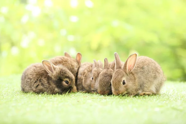 Sød Lille Kanin Grønt Græs Med Naturlig Bokeh Som Baggrund - Stock-foto