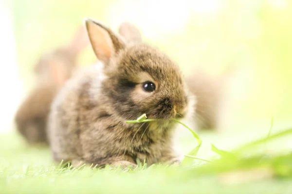 春天里 在绿草上 以天然山楂为背景 可爱的小兔子 年轻可爱的兔子在花园里玩耍 春天公园里可爱的宠物 — 图库照片