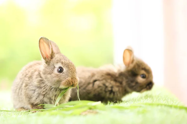 Cute Little Rabbit Green Grass Natural Bokeh Background Spring Young — Stockfoto