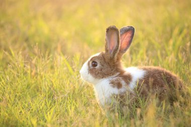 Yeşil tarlada ve çiftlikte bir tavşan. Doğada mutluluk içinde sevimli ve hayat dolu bir tavşan. Ormandaki tavşan. Bahçede çimenlerle ve küçük çiçeklerle oynayan tatlı tavşancık..