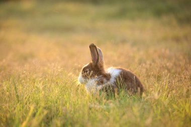 Yeşil tarlada ve çiftlikte bir tavşan. Doğada mutluluk içinde sevimli ve hayat dolu bir tavşan. Ormandaki tavşan. Bahçede çimenlerle ve küçük çiçeklerle oynayan tatlı tavşancık..