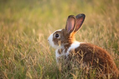 Yeşil tarlada ve çiftlikte bir tavşan. Doğada mutluluk içinde sevimli ve hayat dolu bir tavşan. Ormandaki tavşan. Bahçede çimenlerle ve küçük çiçeklerle oynayan tatlı tavşancık..