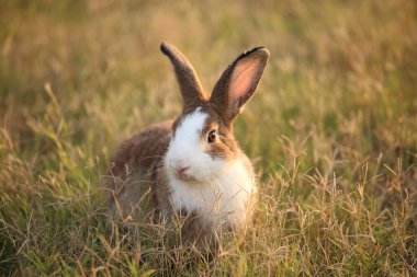 Yeşil tarlada ve çiftlikte bir tavşan. Doğada mutluluk içinde sevimli ve hayat dolu bir tavşan. Ormandaki tavşan. Bahçede çimenlerle ve küçük çiçeklerle oynayan tatlı tavşancık..