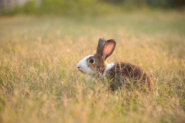 Yeşil tarlada ve çiftlikte bir tavşan. Doğada mutluluk içinde sevimli ve hayat dolu bir tavşan. Ormandaki tavşan. Bahçede çimenlerle ve küçük çiçeklerle oynayan tatlı tavşancık..