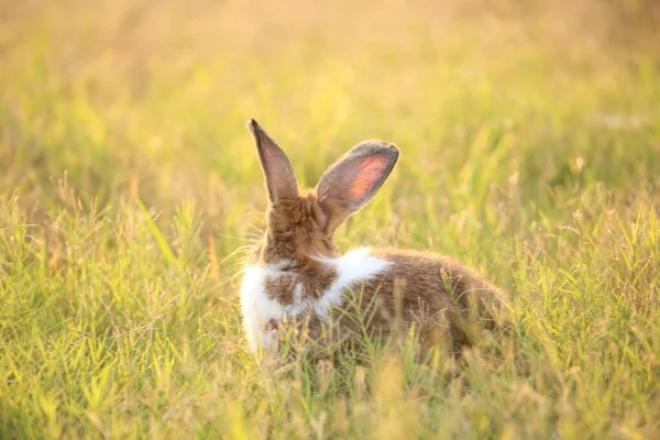 Rabbit Green Field Farm Way Lovely Lively Bunny Nature Happiness — стоковое фото