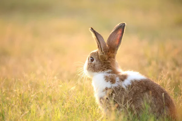 Кролик Зеленом Поле Фермерском Пути Веселый Жизнерадостный Кролик Природе Счастьем — стоковое фото