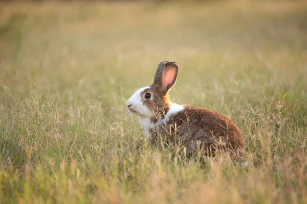 Rabbit Green Field Farm Way Lovely Lively Bunny Nature Happiness — стоковое фото