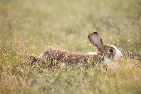 緑のフィールドと農場の方法でウサギ 幸せと自然の中で素敵な活気のあるウサギ 森の中だ 夢のような黄金の光の中で草や小さな花で庭で遊ぶ若いかわいいウサギ — ストック写真