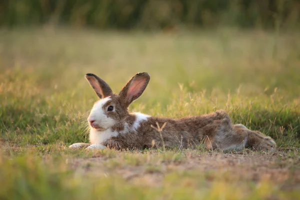 Rabbit Green Field Farm Way Lovely Lively Bunny Nature Happiness —  Fotos de Stock
