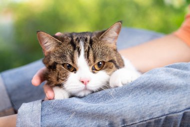 İskoç kedisi ve sahibi pencerenin yanındaki evdeler. Genç dişi, dışarıdaki yeşil bahçeli kedisine bakar. Rahat ve rahat bir şekilde evde kalıyor..