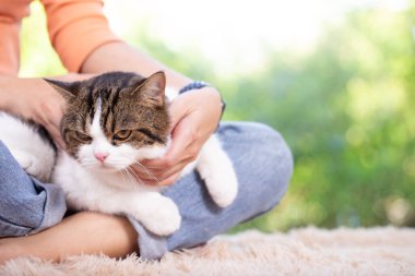 İskoç kedisi ve sahibi pencerenin yanındaki evdeler. Genç dişi, dışarıdaki yeşil bahçeli kedisine bakar. Rahat ve rahat bir şekilde evde kalıyor..