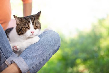 İskoç kedisi ve sahibi pencerenin yanındaki evdeler. Genç dişi, dışarıdaki yeşil bahçeli kedisine bakar. Rahat ve rahat bir şekilde evde kalıyor..