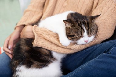 İskoç kedisi ve sahibi pencerenin yanındaki evdeler. Genç dişi, dışarıdaki yeşil bahçeli kedisine bakar. Rahat ve rahat bir şekilde evde kalıyor..