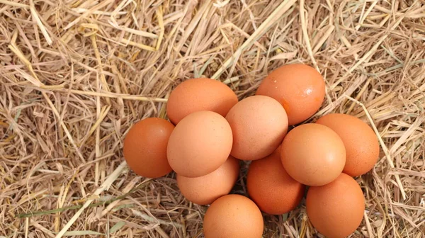 Muchos Huevos Pato Blanco Gallina Juntos Grupo Como Fondo Granja — Foto de Stock