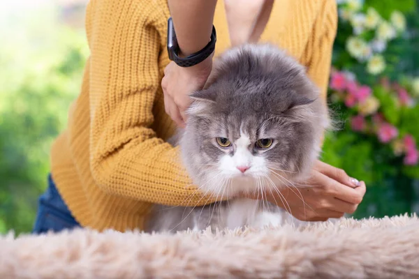Grey Persian Cute Cat Its Owner House Window Young Female — 스톡 사진