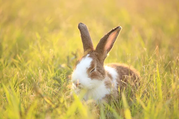 Rabbit in green field and farm way. Lovely and lively bunny in nature with happiness. Hare in the forest. Young cute bunny playing in the garden with grass and small flower in dreamy golden light.