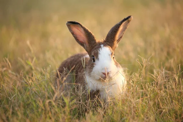 Rabbit Green Field Farm Way Lovely Lively Bunny Nature Happiness — Zdjęcie stockowe