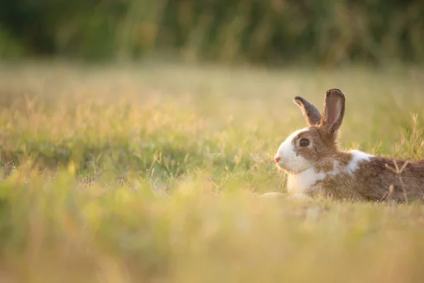 Кролик Зеленому Полі Фермі Прекрасний Жвавий Кролик Природі Щастям Заєць — стокове фото