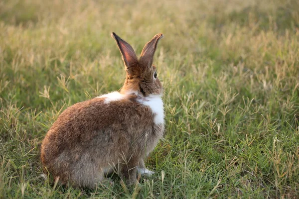 Rabbit Green Field Farm Way Lovely Lively Bunny Nature Happiness — Fotografia de Stock