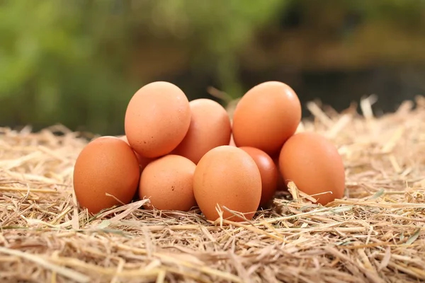 Muchos Huevos Pato Blanco Gallina Juntos Grupo Como Fondo Granja — Foto de Stock