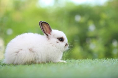 Baharda arka planda doğal bokeh olan yeşil çimenlerin üzerinde şirin küçük bir tavşan. Bahçede oynayan genç sevimli tavşan. Parkta sevgi dolu bir hayvan