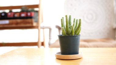 Kutuda birçok küçük saksıda kaktüs, pencerenin yanına yerleştirildi. Kaktüs tencereye yerleştirildi. Ev bitkisinin büyümesi için güneşe ihtiyacı var.