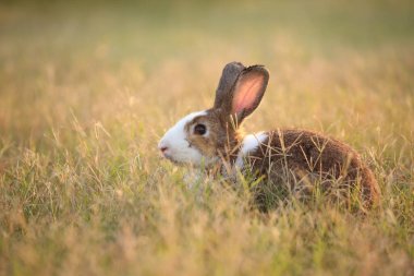 Yeşil tarlada ve çiftlikte bir tavşan. Doğada mutluluk içinde sevimli ve hayat dolu bir tavşan. Ormandaki tavşan. Bahçede çimenlerle ve küçük çiçeklerle oynayan tatlı tavşancık..