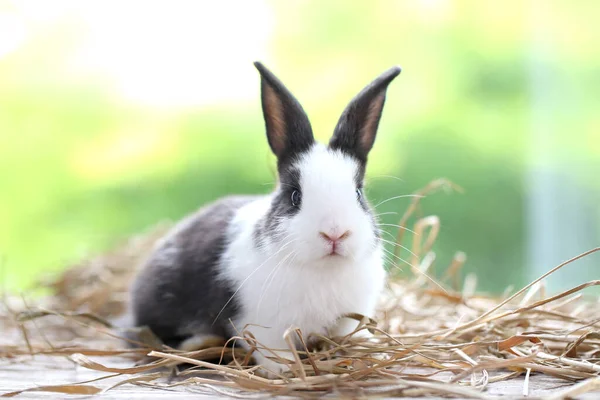 Schattig Konijntje Groen Gras Met Natuurlijke Bokeh Als Achtergrond Het — Stockfoto