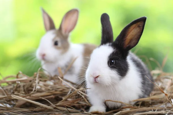 Mignon Petit Lapin Sur Herbe Verte Avec Bokeh Naturel Comme — Photo