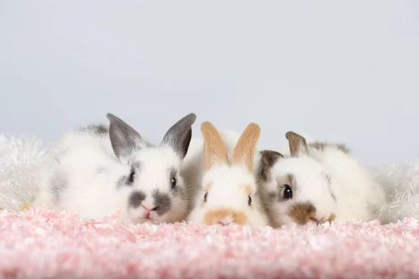 Mignon Petit Lapin Sur Herbe Verte Avec Bokeh Naturel Comme — Photo