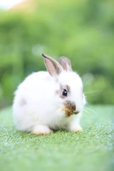 春は緑の芝生の上で天然のボケを背景に可愛いウサギ 庭で遊んでいる若い愛らしいウサギ 愛らしいペット — ストック写真