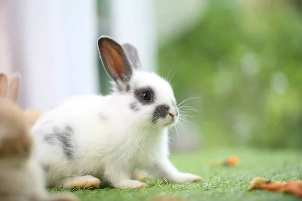 Cute Little Rabbit Green Grass Natural Bokeh Background Spring Young — ストック写真