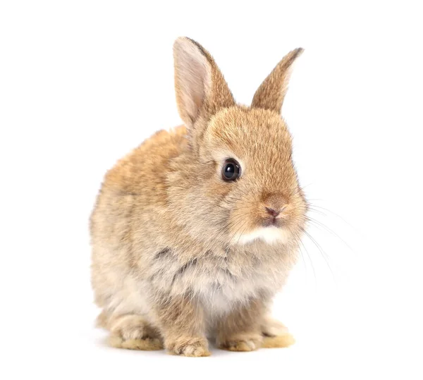 Маленький Очаровательный Кролик Белом Фоне Молодой Милый Кролик Многих Действиях — стоковое фото