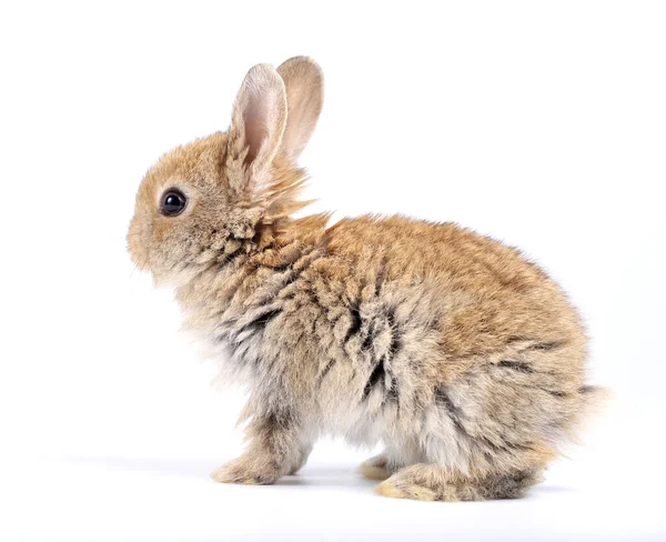 Little Adorable Rabbit White Background Young Cute Bunny Many Action — Stock Photo, Image