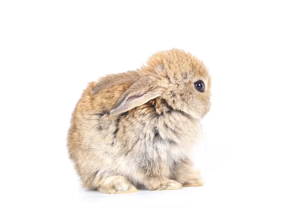 Little Adorable Rabbit White Background Young Cute Bunny Many Action — Stock Photo, Image