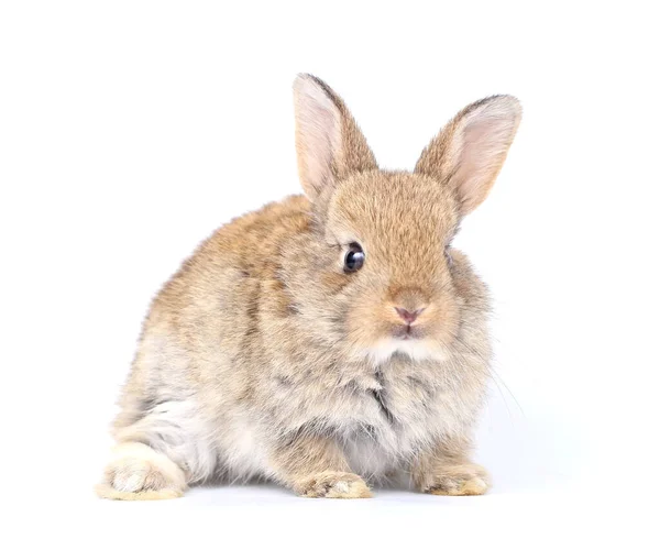 白い背景にかわいいウサギ 多くのアクションと色の若いかわいいウサギ ふわふわの髪の可愛いペット 行動中の3人の小さな赤ちゃんのウサギの茶色 長い耳が隔離された毛皮のペット — ストック写真