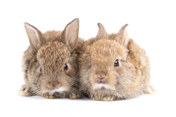 Klein Schattig Konijntje Witte Achtergrond Jong Schattig Konijntje Veel Actie — Stockfoto